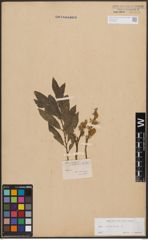 Foto von Salix cinerea L.